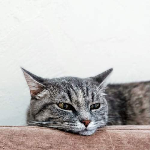 Photo #5864375