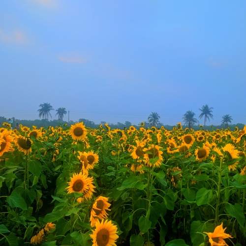 Sunflower Garden