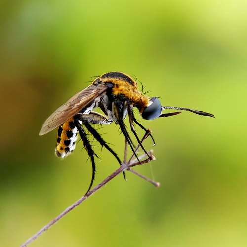Toxophora