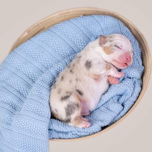 australian  shepherds