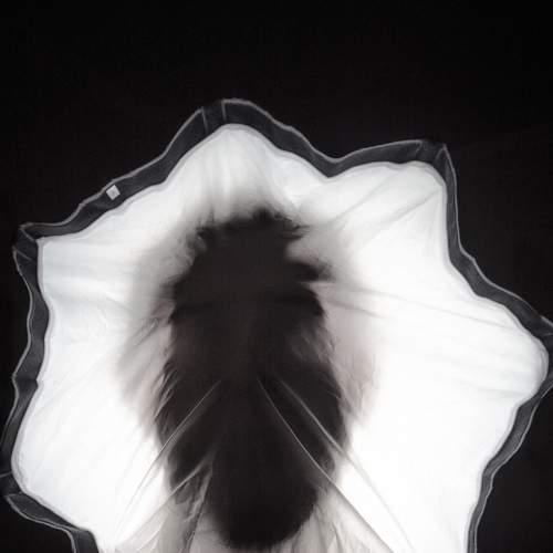 Photo #5867004
