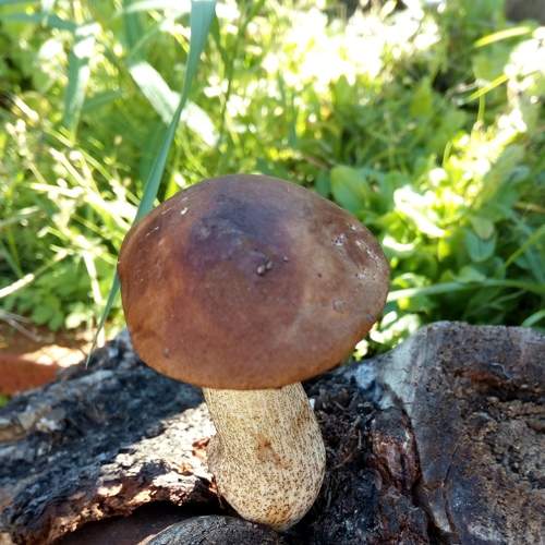 Photo #5868429