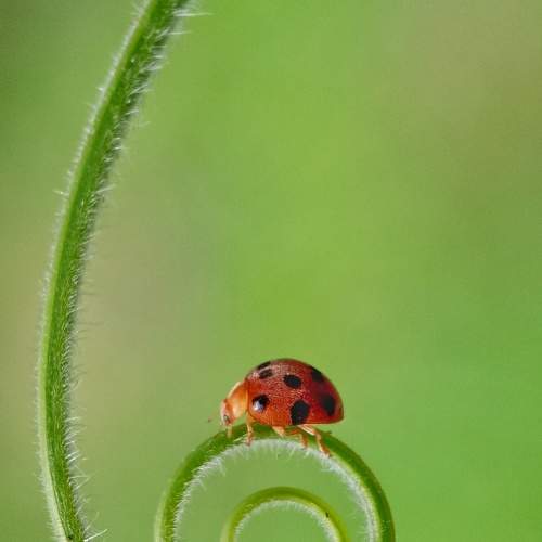 Ladybug