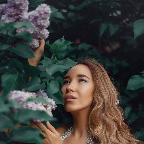 lilac garden