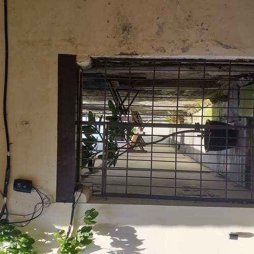 Caged Conifer