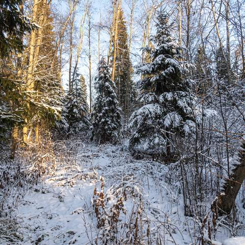 Зимний лес