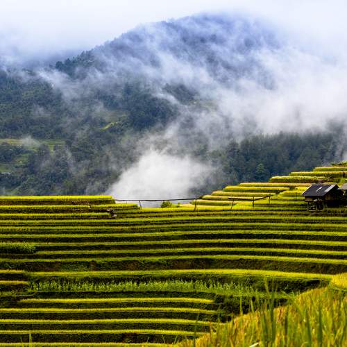 The terrace rice field