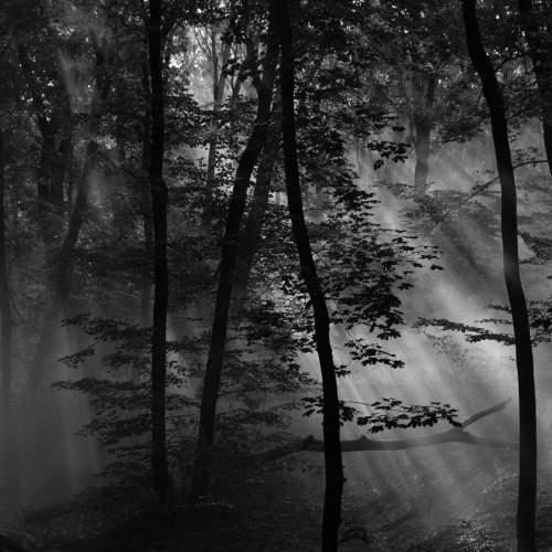 Туман в лесу/Fog in the forest