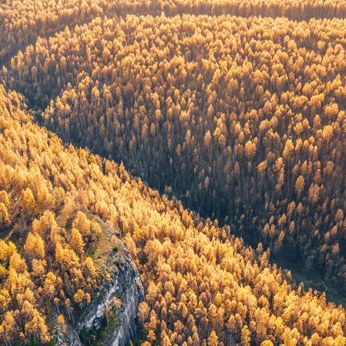 Golden Autumn