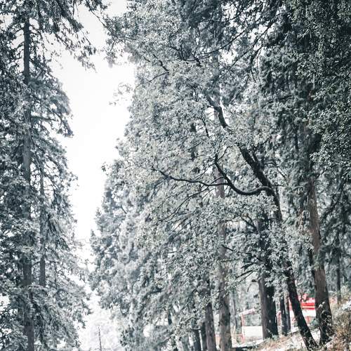 Winter Wonderland❄️
