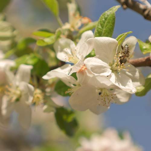 Spring True Sign