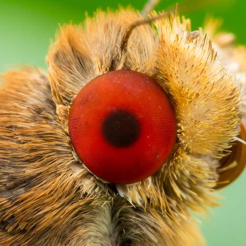 Photo #5881600