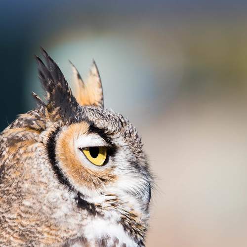 The Wise One