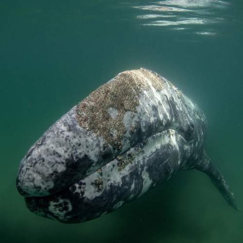 Mexican Grey whales