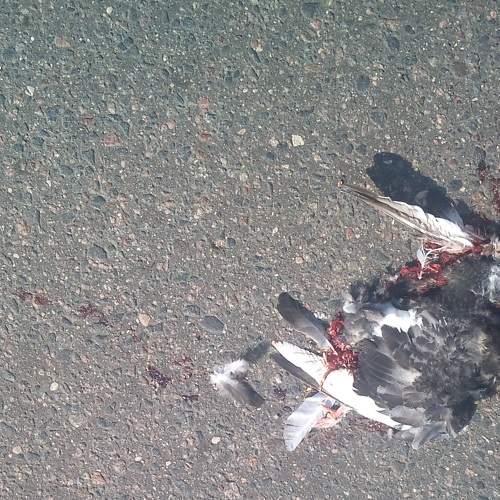 "Birds Don't Need Money"