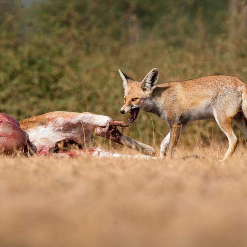 Desert Fox feasting on a blackbuck
