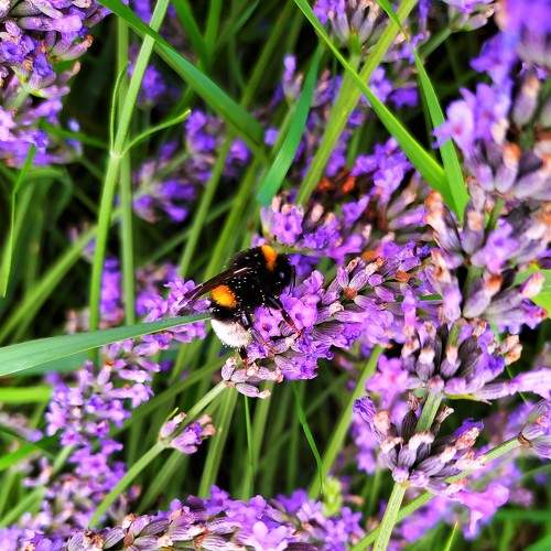 Bumblebee in its natural habitat