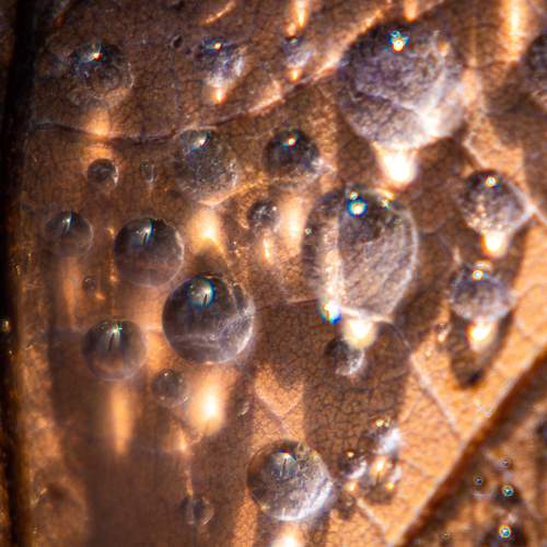 Красота осенних листьев