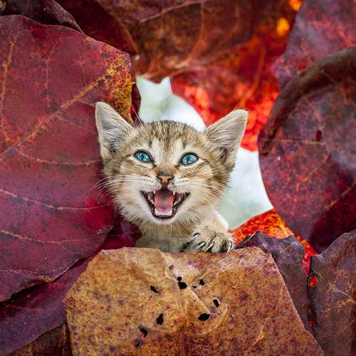 wild cat