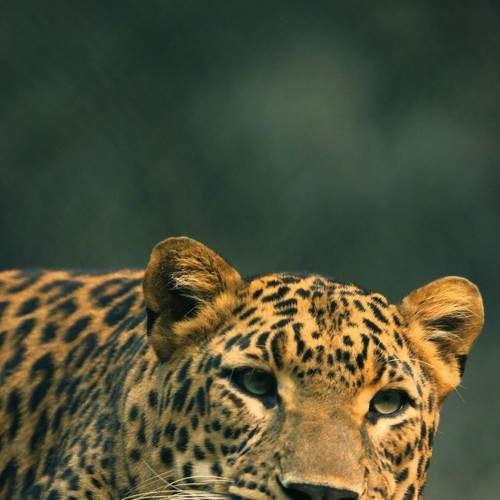 Photo #5890289