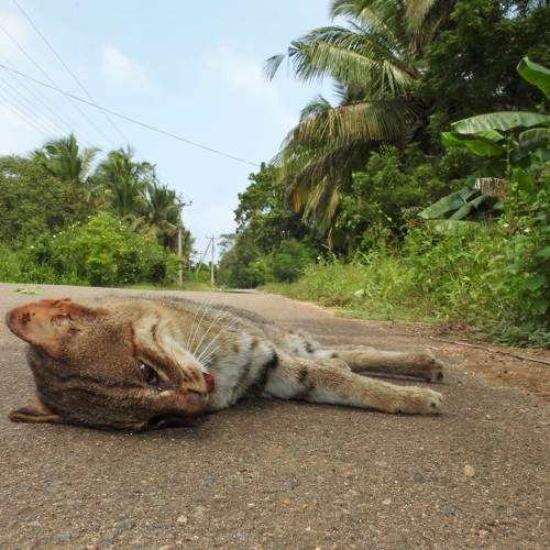 Photo #5890365