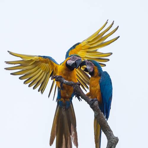 Blue and Yellow Macaw