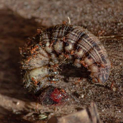 Photo #5892784