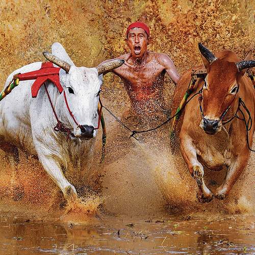 BULL RACE