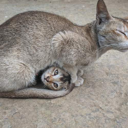 Little Kitten