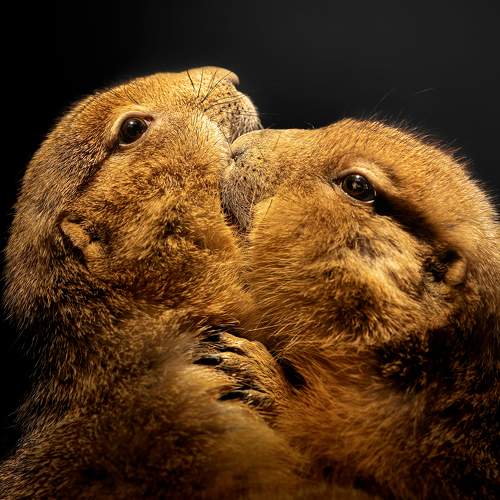 Prairie dogs