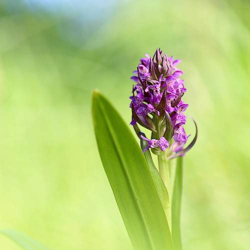 Пальчатокоренник мясо-красный