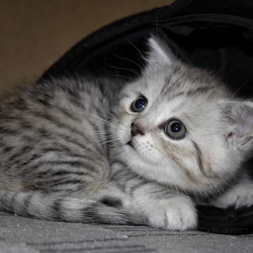 Котенок в шляпе