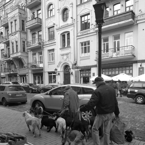 Walking with the dogs