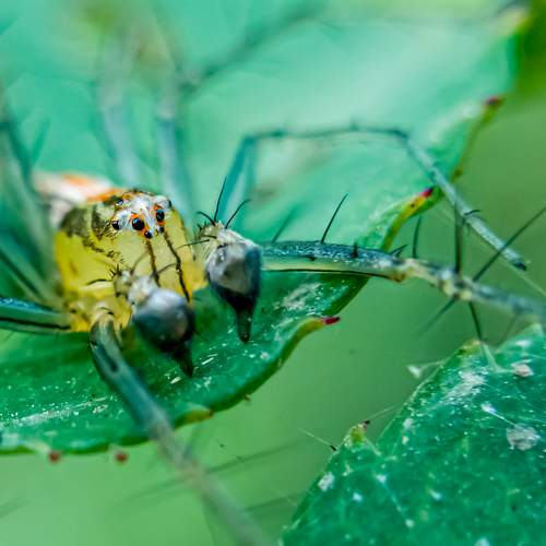 Spider- Oxyopes waiting to catch the Prey