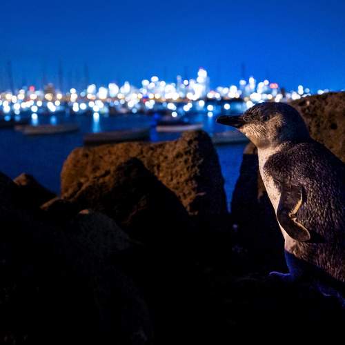 Small Peguin Big City