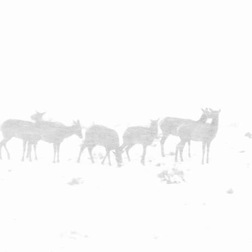 Herd