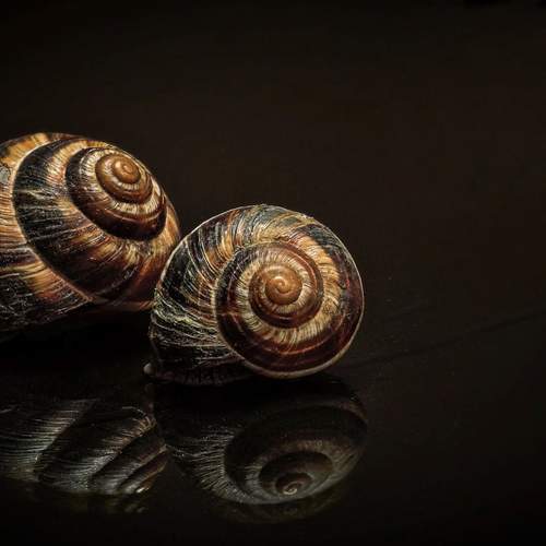 Snails
