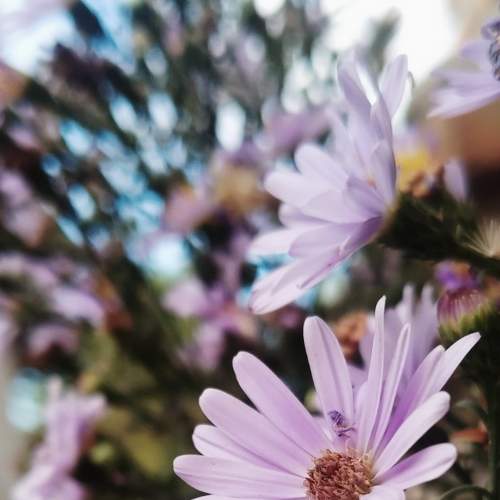 Sweet flower