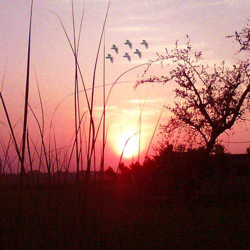 The flying Birds