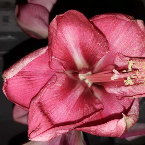 Амариллис Pink Color