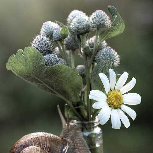 Snail and flowers