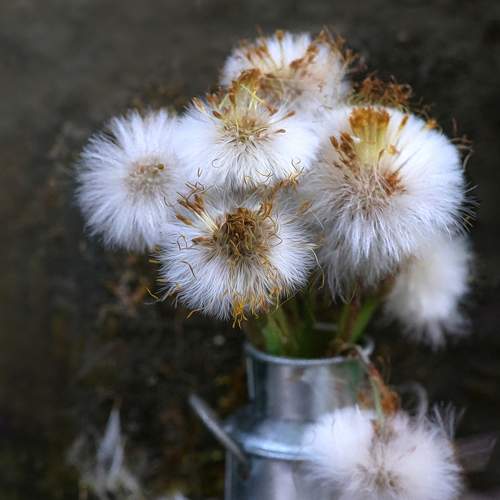 Dandelions.
