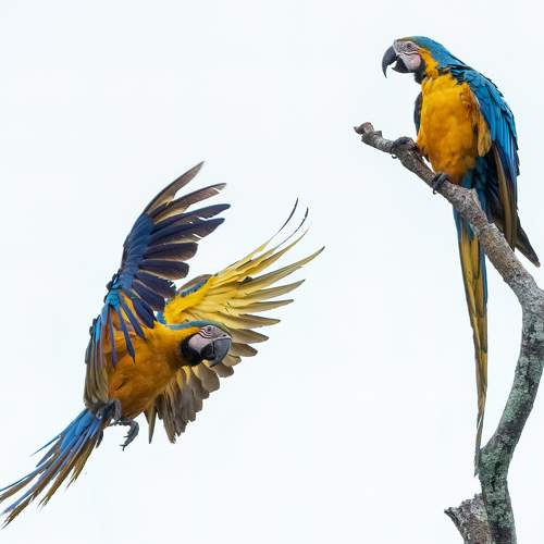 Blue and Yellow Macaw