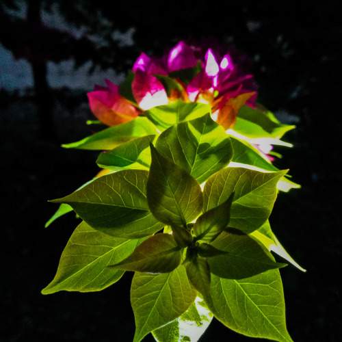 Glow in the dark