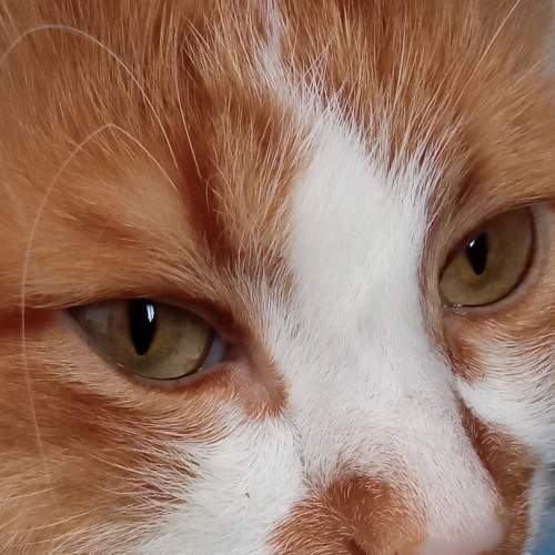 кот Тишка