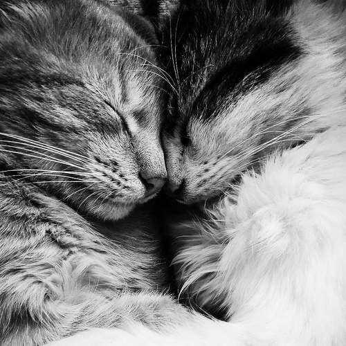 Photo #5917548