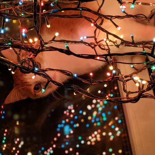 Photo #5921366