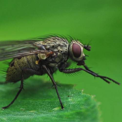 Fruit fly