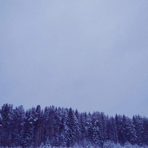 Зимний лес