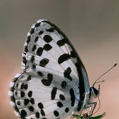 Photo #5924694
